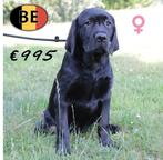Labrador - Belgische pup teef te koop, België, 15 weken tot 1 jaar, Handelaar, CDV (hondenziekte)