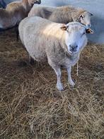 Zware ooi, Vrouwelijk, Schaap, 3 tot 5 jaar