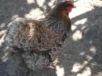 broedeieren wyandotte (groothoender), Animaux & Accessoires, Poule ou poulet