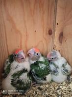 Voor veel soorten geschikt....