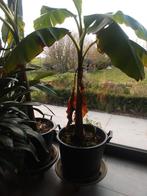 Bananenplant, Tuin en Terras, Planten | Tuinplanten, Ophalen