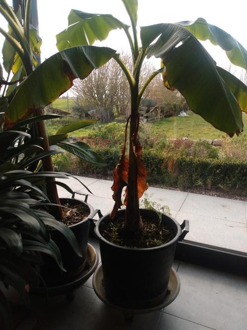 Bananenplant, Tuin en Terras, Planten | Tuinplanten, Ophalen