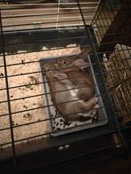 2 jonge vlaamse reuzen, Dieren en Toebehoren, Konijnen, Geslacht onbekend, Groot, 0 tot 2 jaar