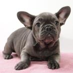 Franse Bulldog - pups te koop, Dieren en Toebehoren, 15 weken tot 1 jaar, Buitenland, CDV (hondenziekte), Meerdere