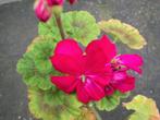 Pelargonium 'William Tell', Apple blossom Rosebud en andere, Tuin en Terras, Planten | Tuinplanten, Ophalen, Zomer, Eenjarig, Volle zon