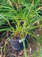 Siergras carex, Tuin en Terras, Planten | Tuinplanten, Ophalen, Lente, Vaste plant, Siergrassen
