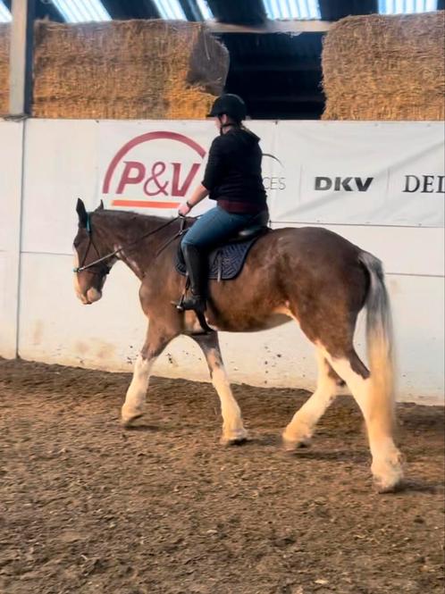 Mooie Clydesdale merrie, Dieren en Toebehoren, Paarden, Merrie