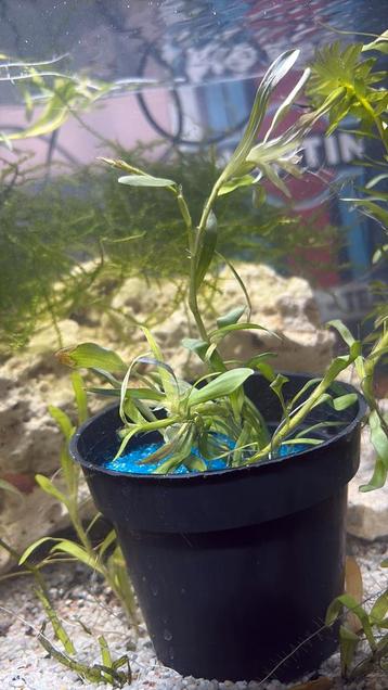 Potje sterrenkruid stekjes beschikbaar voor biedingen