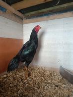 Coq shamo thaïlandais