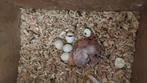 Blackface jonge foto 1, Dieren en Toebehoren, Vogels | Overige Vogels, Tam