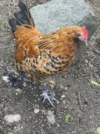 Ukelse baardkriel  haantje, Dieren en Toebehoren, Pluimvee