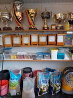 botvinkkkooien, Animaux & Accessoires, Oiseaux | Oiseaux Autre, Mâle, Oiseau chanteur sauvage