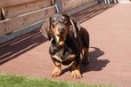 Prachtige kortharige dwerg teckel pup (dwergteckel), Dieren en Toebehoren, Honden | Teckels en Dashonden, België, CDV (hondenziekte)