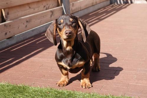 Prachtige kortharige dwerg teckel pup (dwergteckel), Dieren en Toebehoren, Honden | Teckels en Dashonden, Meerdere dieren, Korthaar