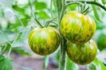 Beaux plants de tomate "Green Zebra" - 6 plants disponibles