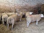 Mooi lot ramlammeren Engelse texel