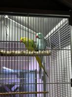 Koppel halsbandparkieten, Dieren en Toebehoren, Geringd