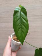 Anthurium pandurilaminum x, Huis en Inrichting, Kamerplanten, Ophalen of Verzenden