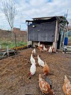 kippen, Dieren en Toebehoren, Pluimvee, Vrouwelijk, Kip