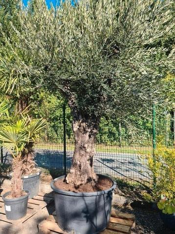 Olijfboom Olea Europaea  beschikbaar voor biedingen