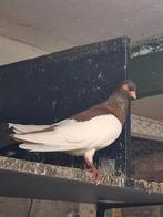 Ekstertuimelaar, Dieren en Toebehoren, Vogels | Duiven