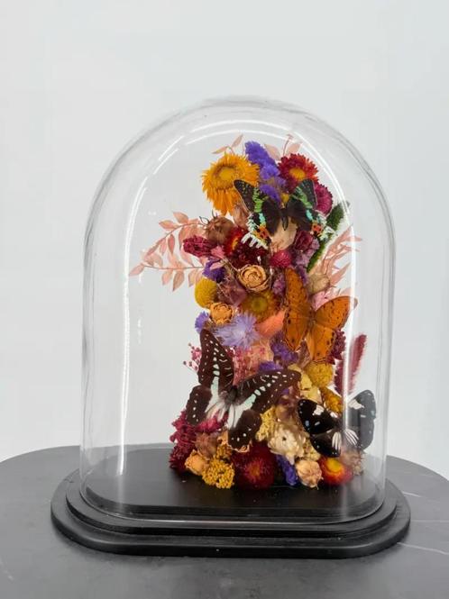 Glazen stolp met droogbloemen en vlinders, Verzamelen, Dierenverzamelingen