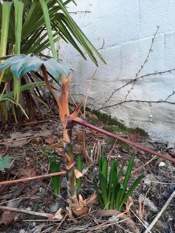 Tetrapanax Steriodal Giant beschikbaar voor biedingen