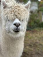 Alpaca merrie 'Clara', Dieren en Toebehoren, Overige Dieren, Vrouwelijk