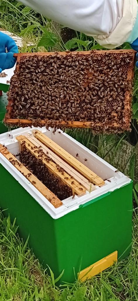 6 ramer bijenvolken te koop, Animaux & Accessoires, Insectes & Araignées, Abeilles