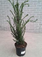 Taxus Baccata, Enlèvement, Taxus