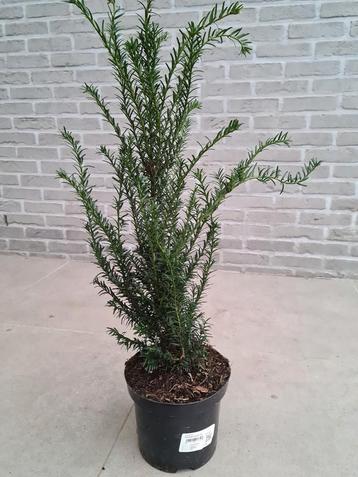 Taxus Baccata beschikbaar voor biedingen