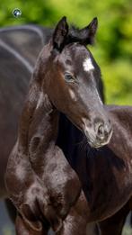 Merrieveulen WK winnaar, Dieren en Toebehoren, Paarden, Merrie, Niet van toepassing, Dressuurpaard, 0 tot 2 jaar