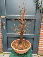 Taxodium bonsai, Ophalen of Verzenden