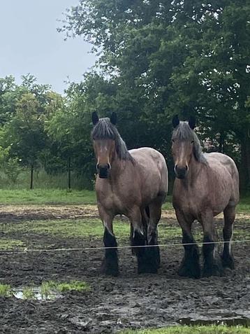 Trekpaarden  beschikbaar voor biedingen