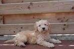 Prachtige medium Goldendoodle pups (reutjes), Dieren en Toebehoren, Honden | Retrievers, Spaniëls en Waterhonden, België, Overige rassen