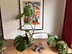 Monstera Deliciosa - echte plant - hydrocultuur (2), Ophalen, Overige soorten, Halfschaduw, Minder dan 100 cm