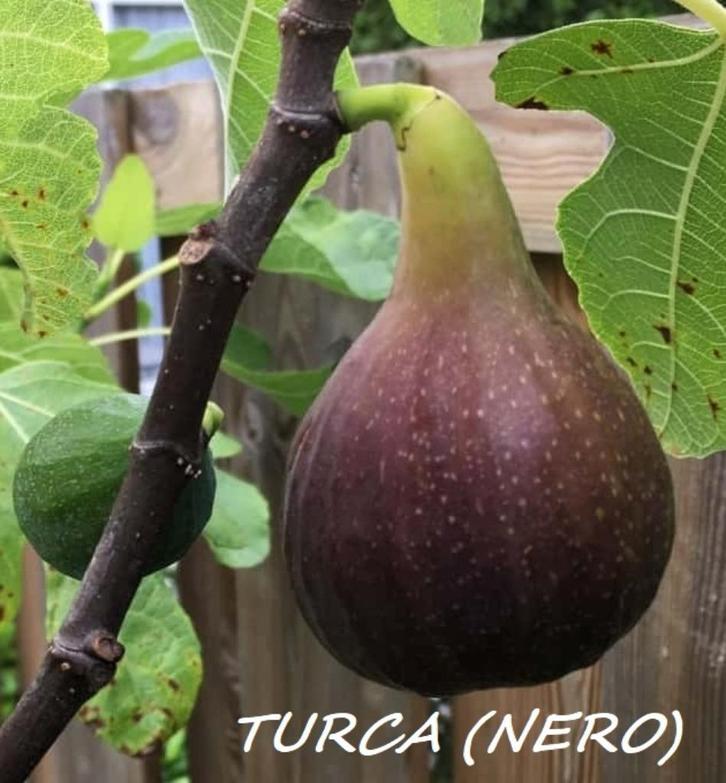 VIJGEN STRUIKEN "TURCA (NERO)", 15€/st, OPSTUREN MOGELIJK, Tuin en Terras, Planten | Tuinplanten, Vaste plant, Fruitplanten, Volle zon