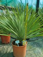 Yucca rostrata 60cm planthoogte, Tuin en Terras, Planten | Tuinplanten, Ophalen of Verzenden