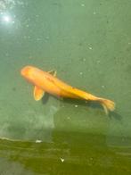 Mooie grote koi 70 cm, Dieren en Toebehoren, Vissen | Vijvervissen, Karper of Koi