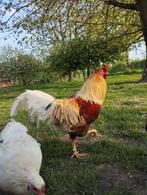Mooie haan, Dieren en Toebehoren, Pluimvee