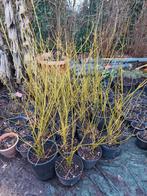 Cornus kleur  geel -groene takken, Tuin en Terras, Ophalen