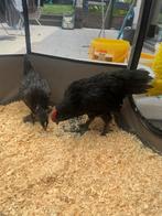 Kip en haan te koop geboren op 13-5-2025 Black Copper Marans, Dieren en Toebehoren, Pluimvee, Kip