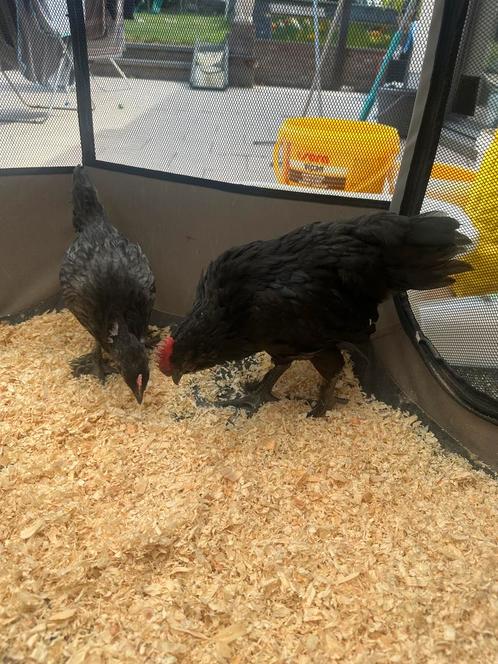 Kip te koop geboren op 13-5-2025 Black Copper Marans, Dieren en Toebehoren, Pluimvee, Kip