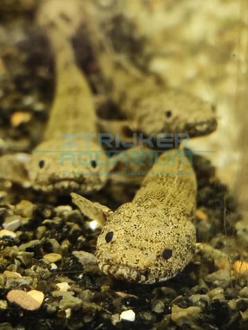 Polypterus endlicheri - Kwastvinsnoek +/- 10-12cm beschikbaar voor biedingen