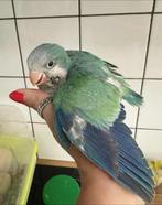 Conure souris, Dieren en Toebehoren, Ophalen