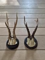 2 Antieke Ree Geweien op zwart houten schild samen € 28 b40, Collections, Collections Animaux, Enlèvement ou Envoi, Utilisé, Cerf