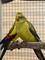 koppel bergparkieten, Dieren en Toebehoren, Meerdere dieren, Parkiet, Geringd