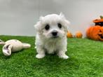 Nestjes Maltezer pups - kleine taille, België, Maltezer, CDV (hondenziekte), 8 tot 15 weken