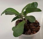 Hoya Kerrii, Minder dan 100 cm, Verzenden, Vetplant