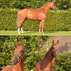 Allround 11- jarige ruin te koop met een gouden karakter, Dieren en Toebehoren, Paarden, Gechipt, Z, Ruin, Dressuurpaard